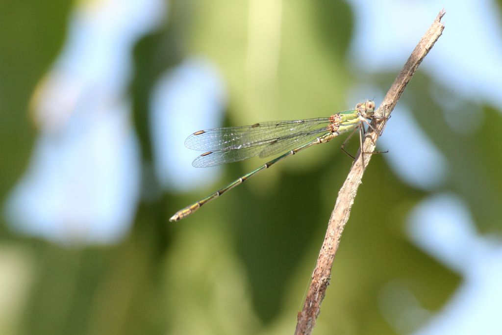 Lestes virens vestalis?  No, Chalcolestes viridis